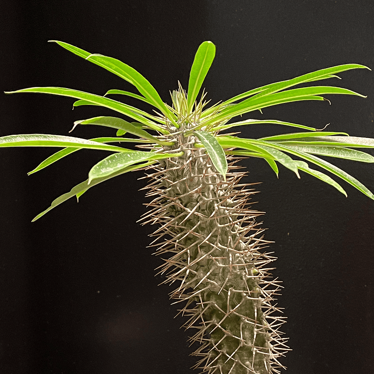 【パキポディウム・ラメレイ②】観葉植物（陶器製鉢付き）