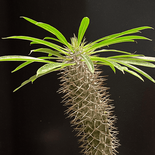 【パキポディウム・ラメレイ②】観葉植物（陶器製鉢付き）