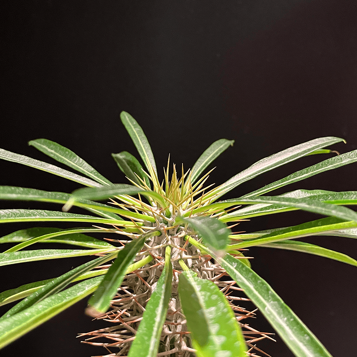 【パキポディウム・ラメレイ②】観葉植物（陶器製鉢付き）