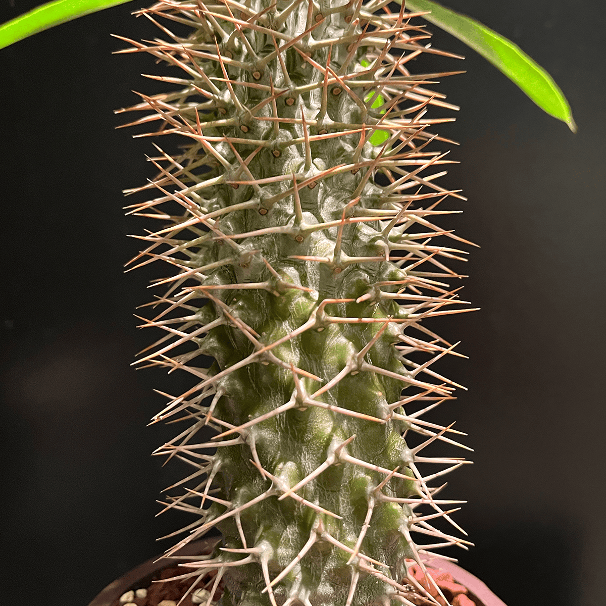 【パキポディウム・ラメレイ②】観葉植物（陶器製鉢付き）