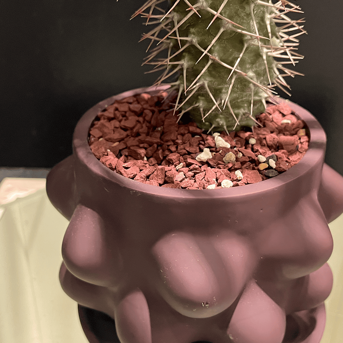 【パキポディウム・ラメレイ②】観葉植物（陶器製鉢付き）