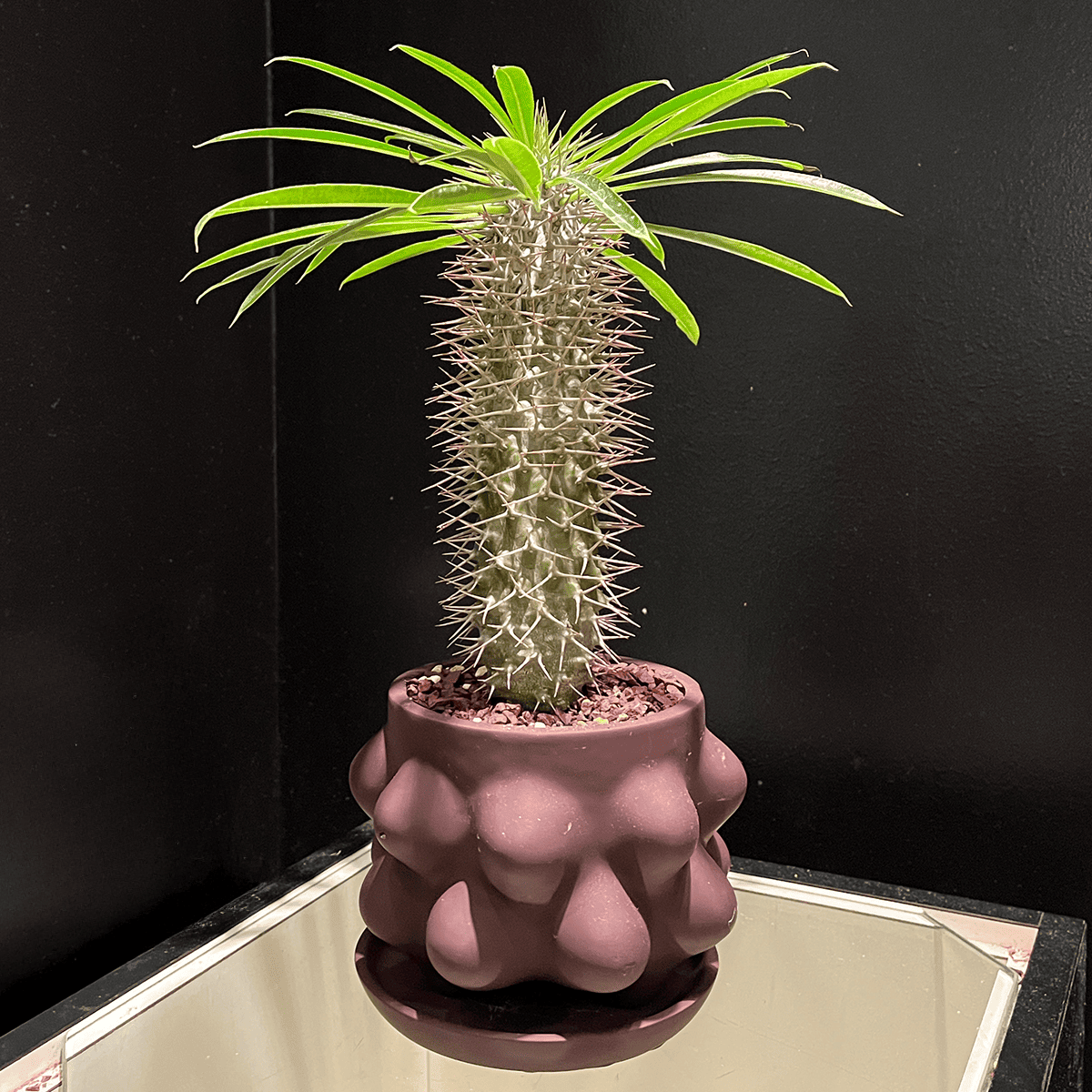 【パキポディウム・ラメレイ②】観葉植物（陶器製鉢付き）