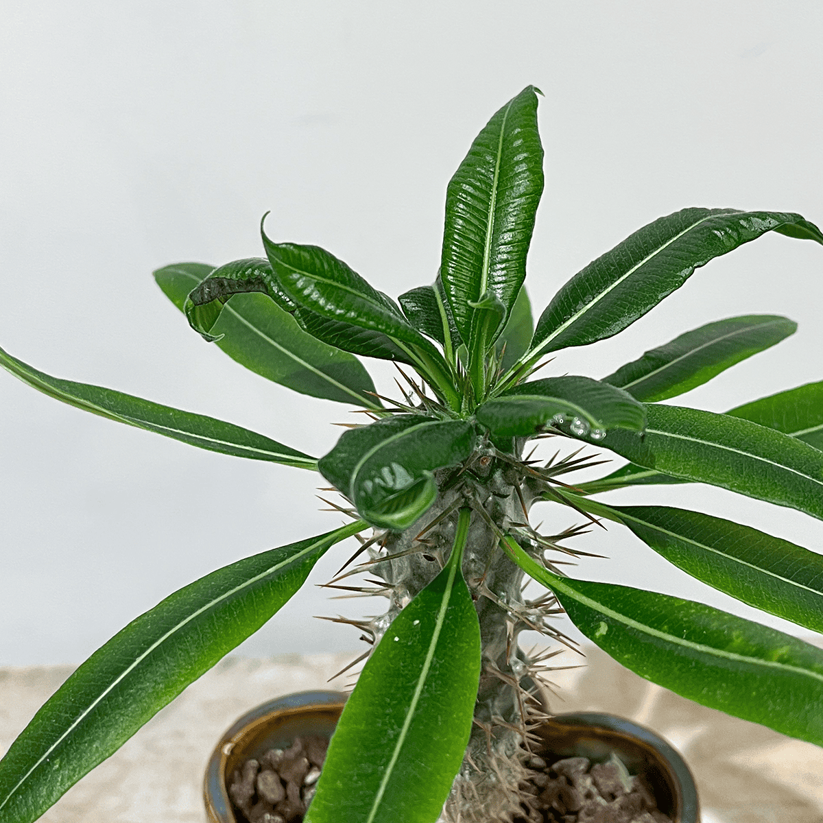 パキポディウム・ラメレイ】観葉植物(陶器製鉢付き)|観葉植物の通販 パキポディウム・ラメレイ】観葉植物(陶器製鉢付き)|観葉植物の通販