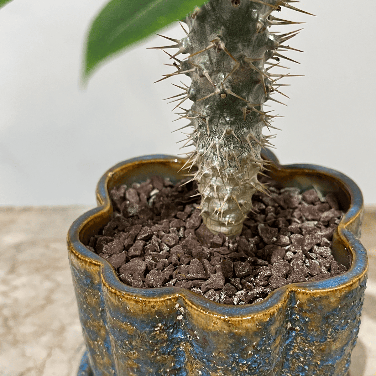 【알라 레어 그린 우아함】 흰 도자기 냄비 첨부 | 소형 | 관엽 식물