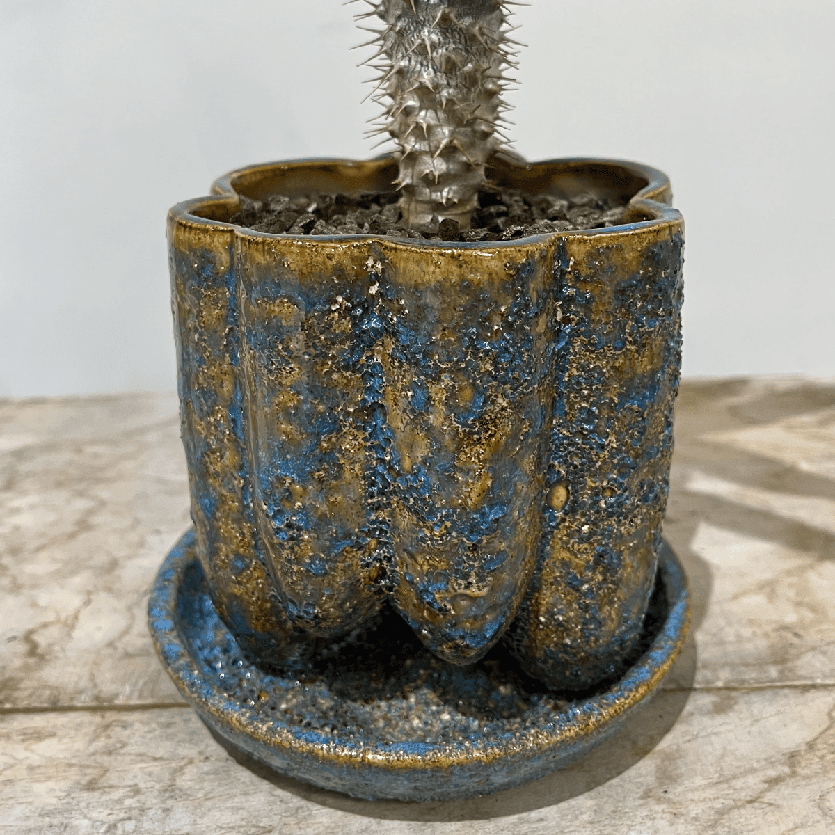 【알라 레어 그린 우아함】 흰 도자기 냄비 첨부 | 소형 | 관엽 식물