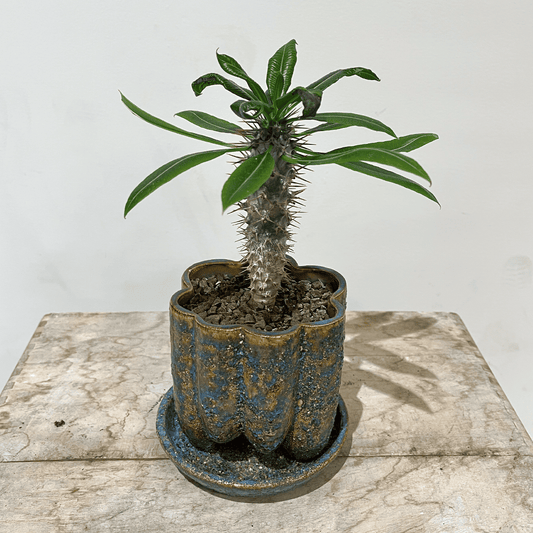 【パキポディウム・ラメレイ】観葉植物(陶器製鉢付き)