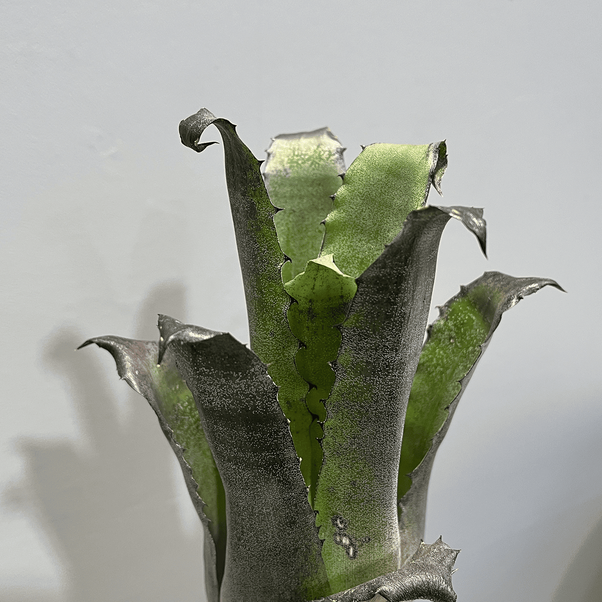 【ホヘンベルギア レオポルドホルスティ】観葉植物 (陶器鉢付き)