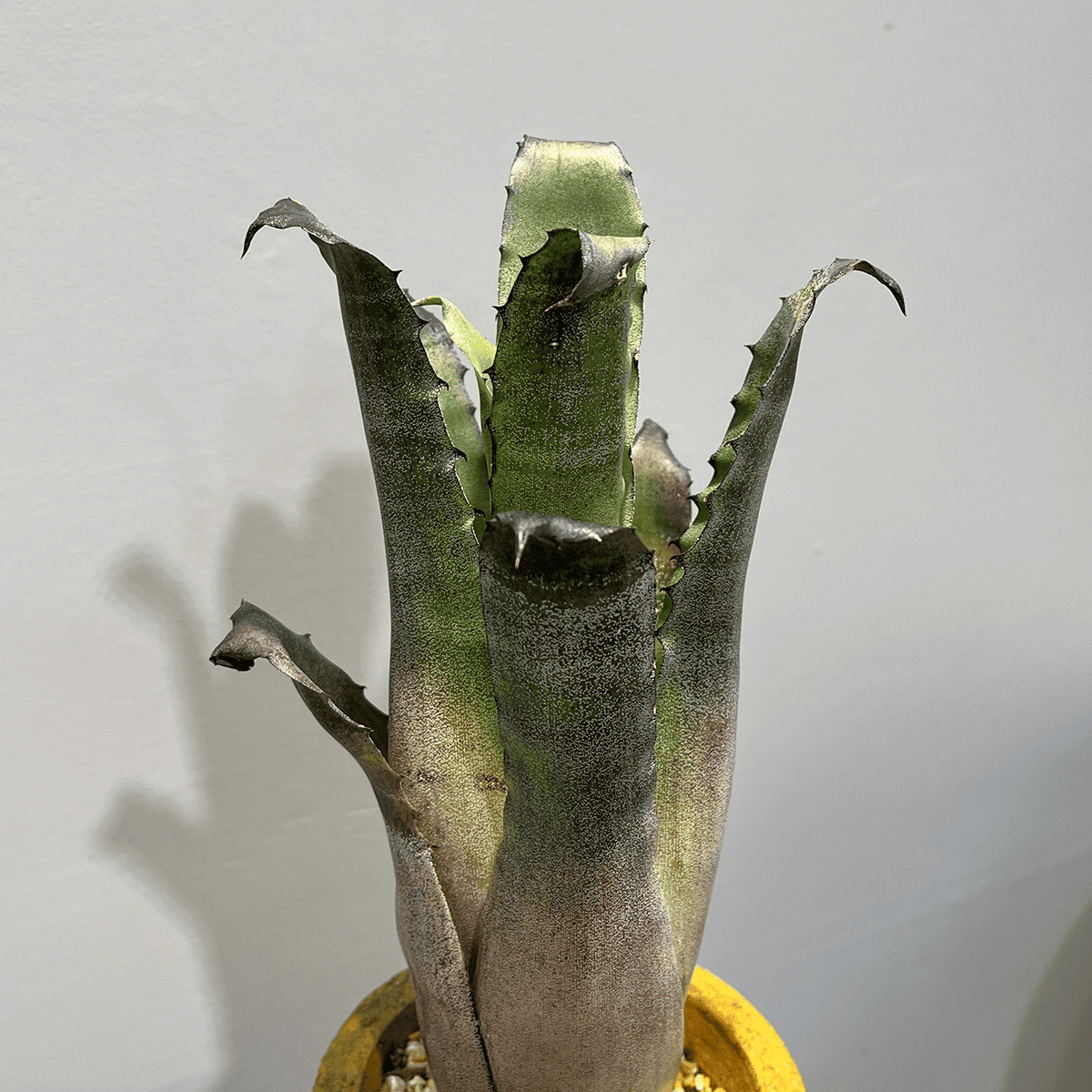 【ホヘンベルギア レオポルドホルスティ】観葉植物 (陶器鉢付き)