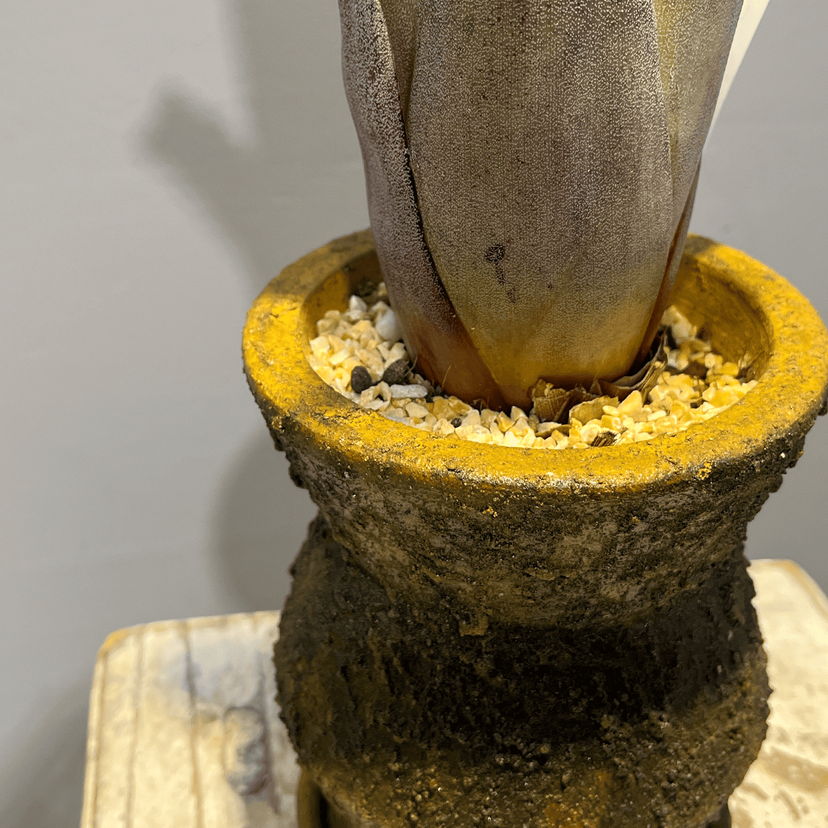 【ホヘンベルギア レオポルドホルスティ】観葉植物 (陶器鉢付き)