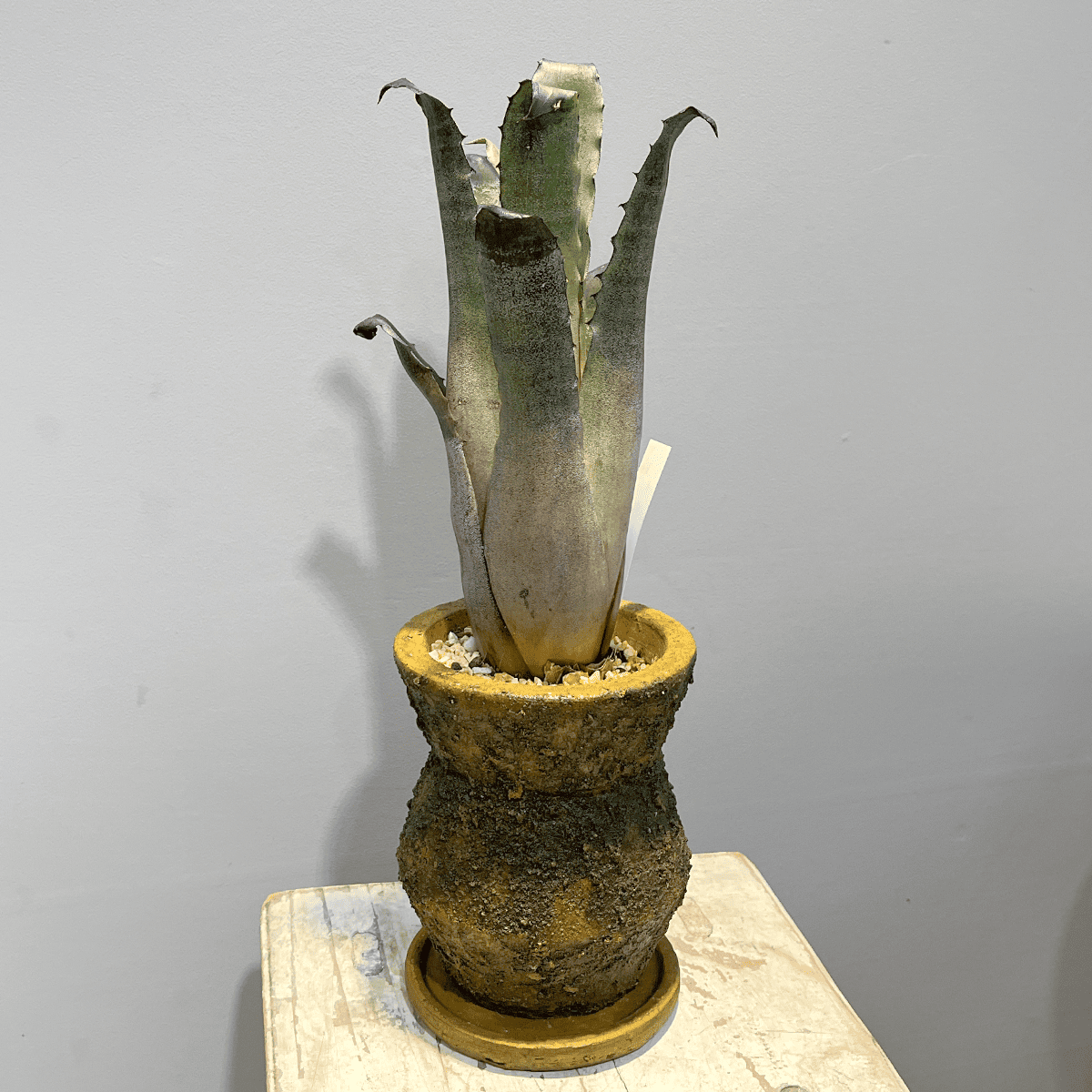 【ホヘンベルギア レオポルドホルスティ】観葉植物 (陶器鉢付き)