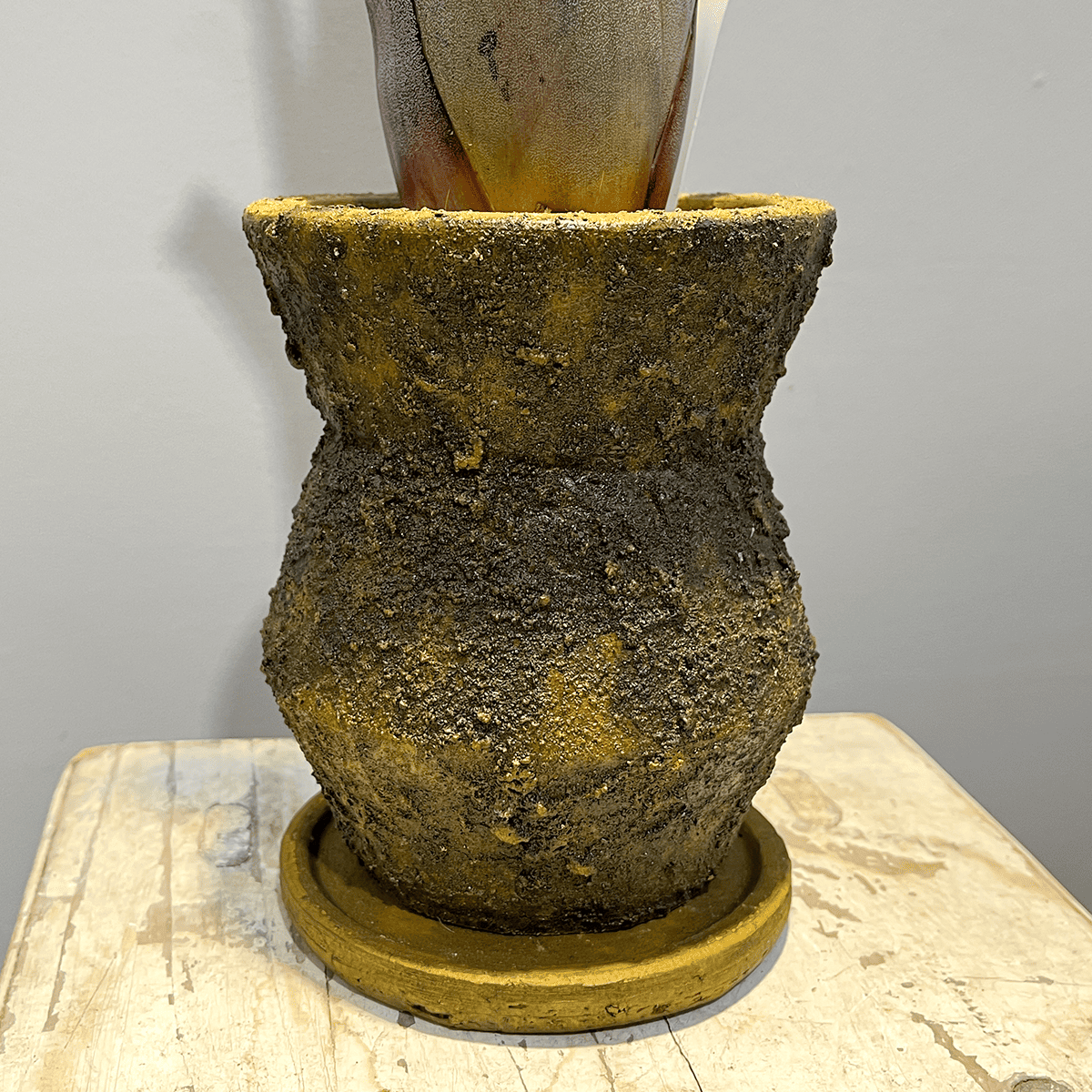 【ホヘンベルギア レオポルドホルスティ】観葉植物 (陶器鉢付き)