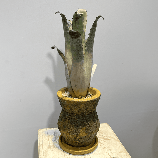 【ホヘンベルギア レオポルドホルスティ】観葉植物 (陶器鉢付き)