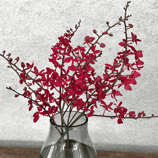 WEB限定｜バイヤーのオススメ！洋ラン「アランダ」の花束 (３本)
