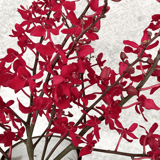 WEB限定｜バイヤーのオススメ！洋ラン「アランダ」の花束 (３本)