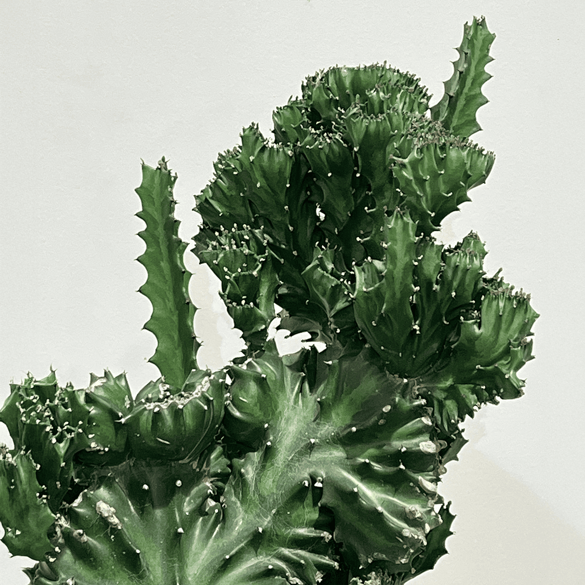 【ユーフォルビア 魔界麒麟 綴化(まかいきりん せっか)】中型｜観葉植物（プラスチック製鉢カバー付き）