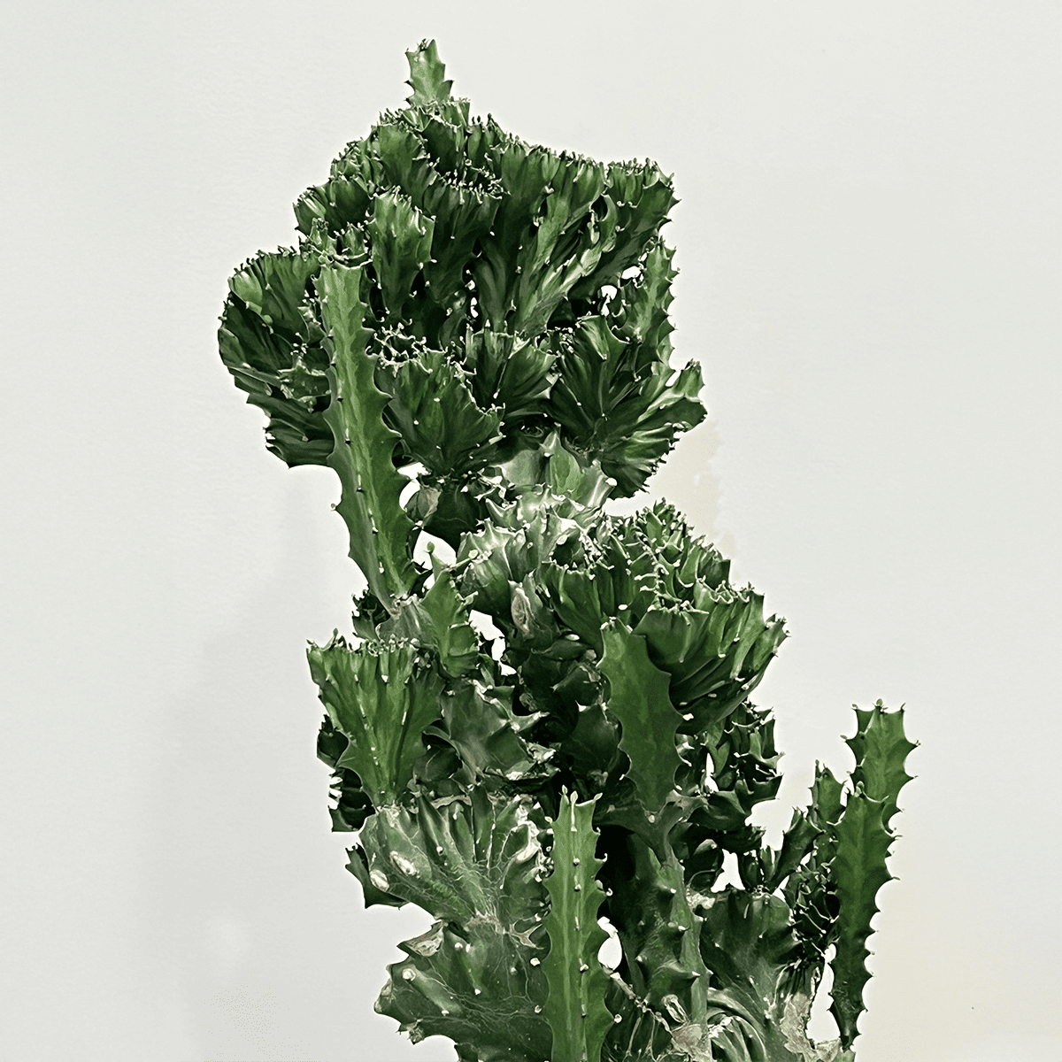 【ユーフォルビア 魔界麒麟 綴化(まかいきりん せっか)】中型｜観葉植物（プラスチック製鉢カバー付き）