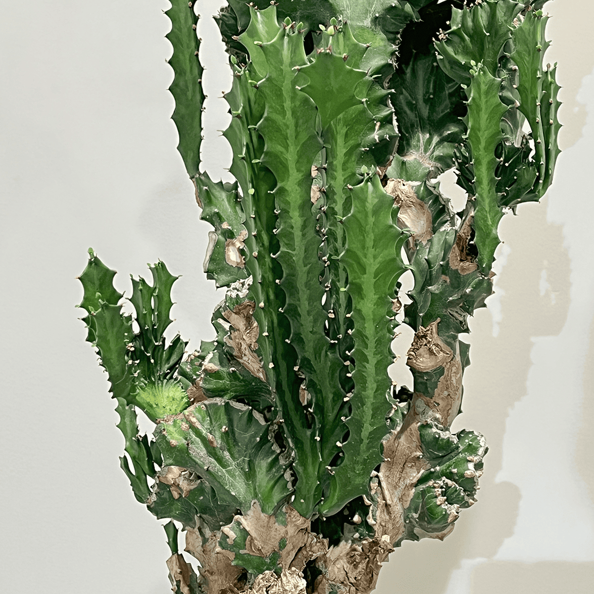 ユーフォルビア 魔界麒麟 綴化(まかいきりん せっか) 中型|観葉植物の ユーフォルビア 魔界麒麟 綴化(まかいきりん せっか) 中型|観葉植物の
