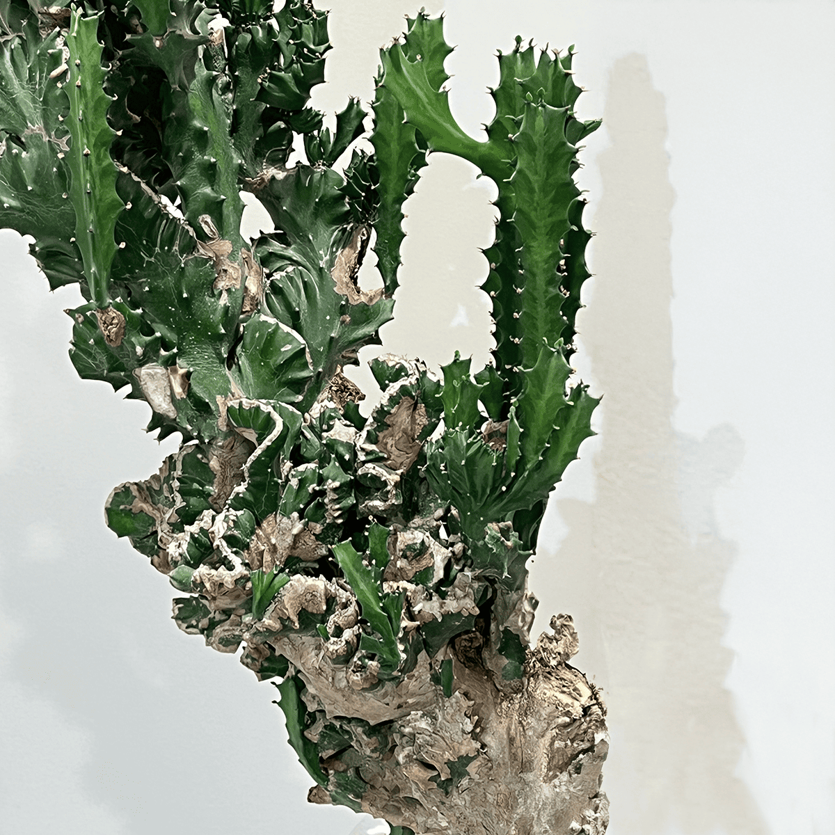 【ユーフォルビア 魔界麒麟 綴化(まかいきりん せっか)】中型｜観葉植物（プラスチック製鉢カバー付き）