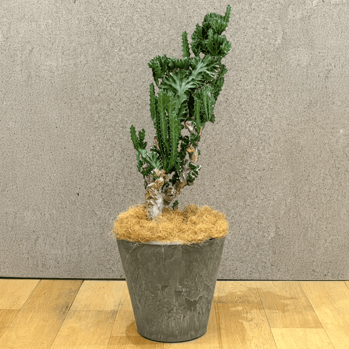 【ユーフォルビア 魔界麒麟 綴化(まかいきりん せっか)】中型｜観葉植物（プラスチック製鉢カバー付き）