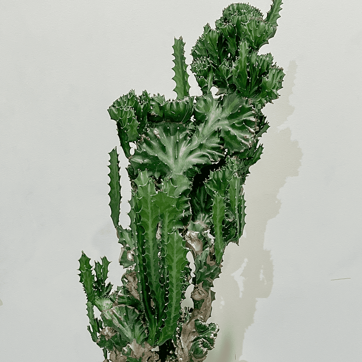 【ユーフォルビア 魔界麒麟 綴化(まかいきりん せっか)】中型｜観葉植物（プラスチック製鉢カバー付き）