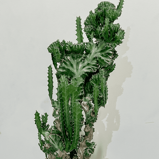 【ユーフォルビア 魔界麒麟 綴化(まかいきりん せっか)】中型｜観葉植物（プラスチック製鉢カバー付き）