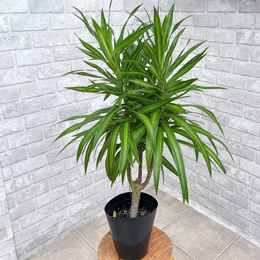【ドラセナ・ナビー 斑入り】観葉植物《バイヤー厳選・沖縄観葉植物》