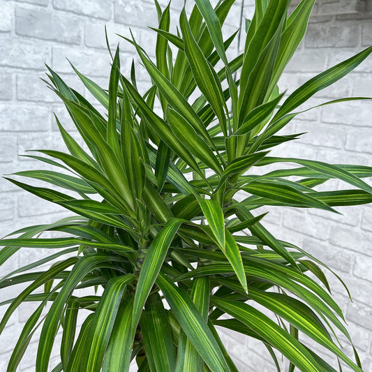 【ドラセナ・ナビー 斑入り】観葉植物《バイヤー厳選・沖縄観葉植物》