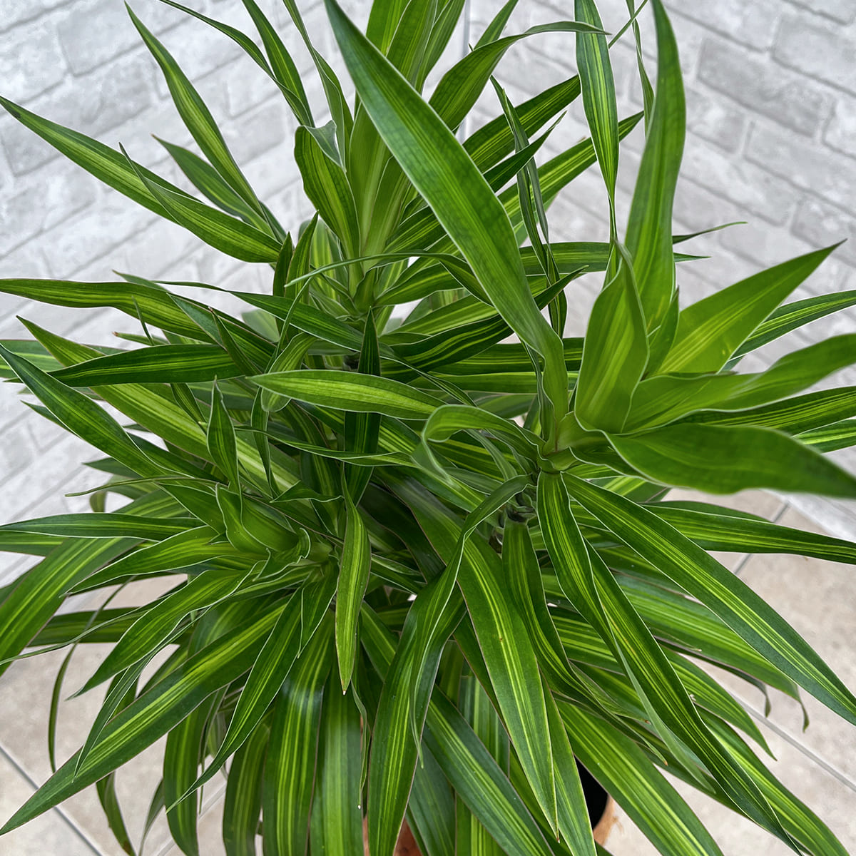 【ドラセナ・ナビー 斑入り】観葉植物《バイヤー厳選・沖縄観葉植物》