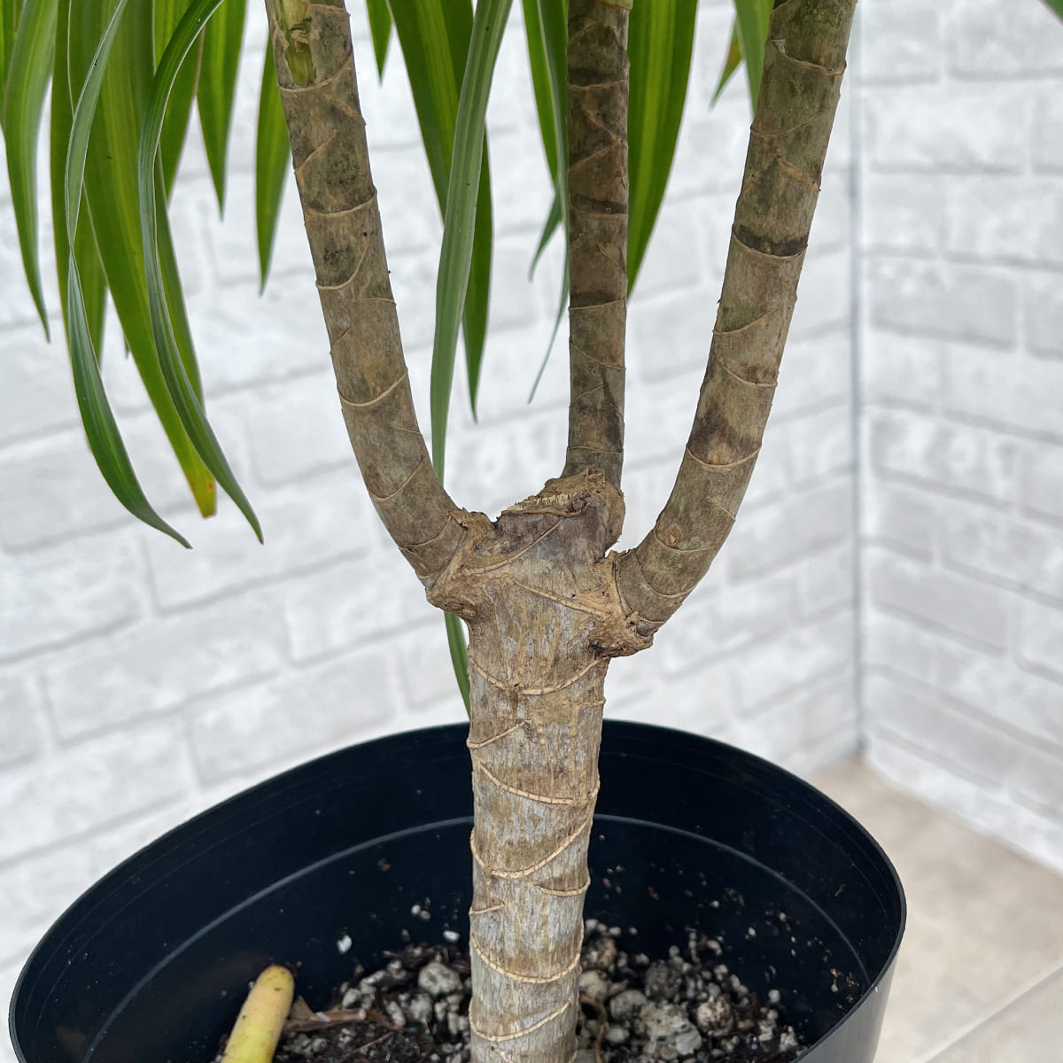 【ドラセナ・ナビー 斑入り】観葉植物《バイヤー厳選・沖縄観葉植物》