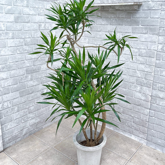 【ドラセナ・ナビー】観葉植物《バイヤー厳選・沖縄観葉植物》自社配送のみ
