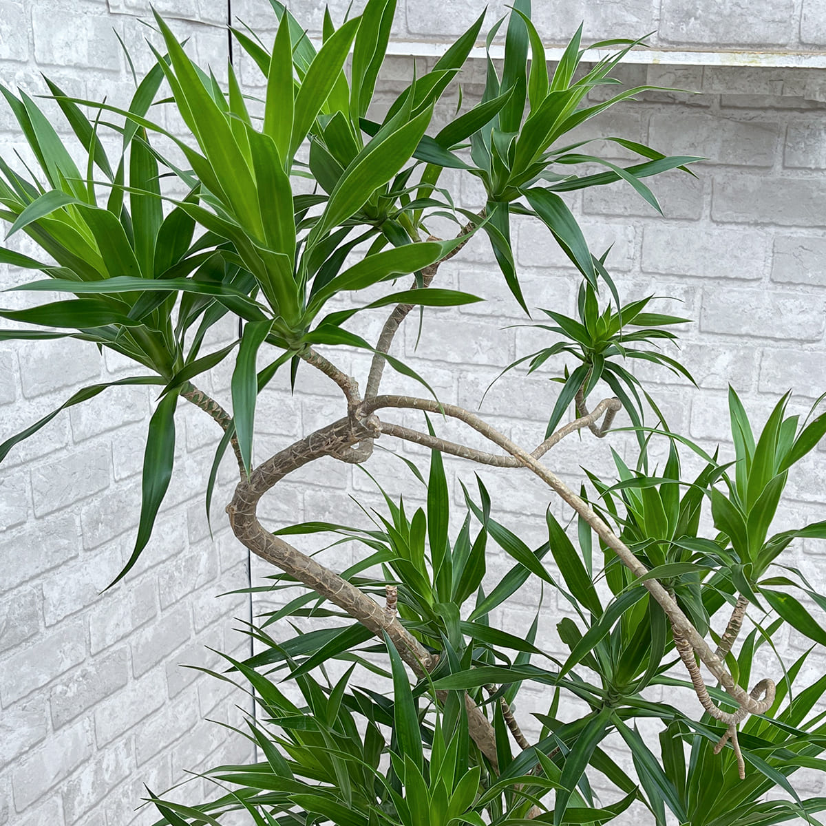 【ドラセナ・ナビー】観葉植物《バイヤー厳選・沖縄観葉植物》自社配送のみ