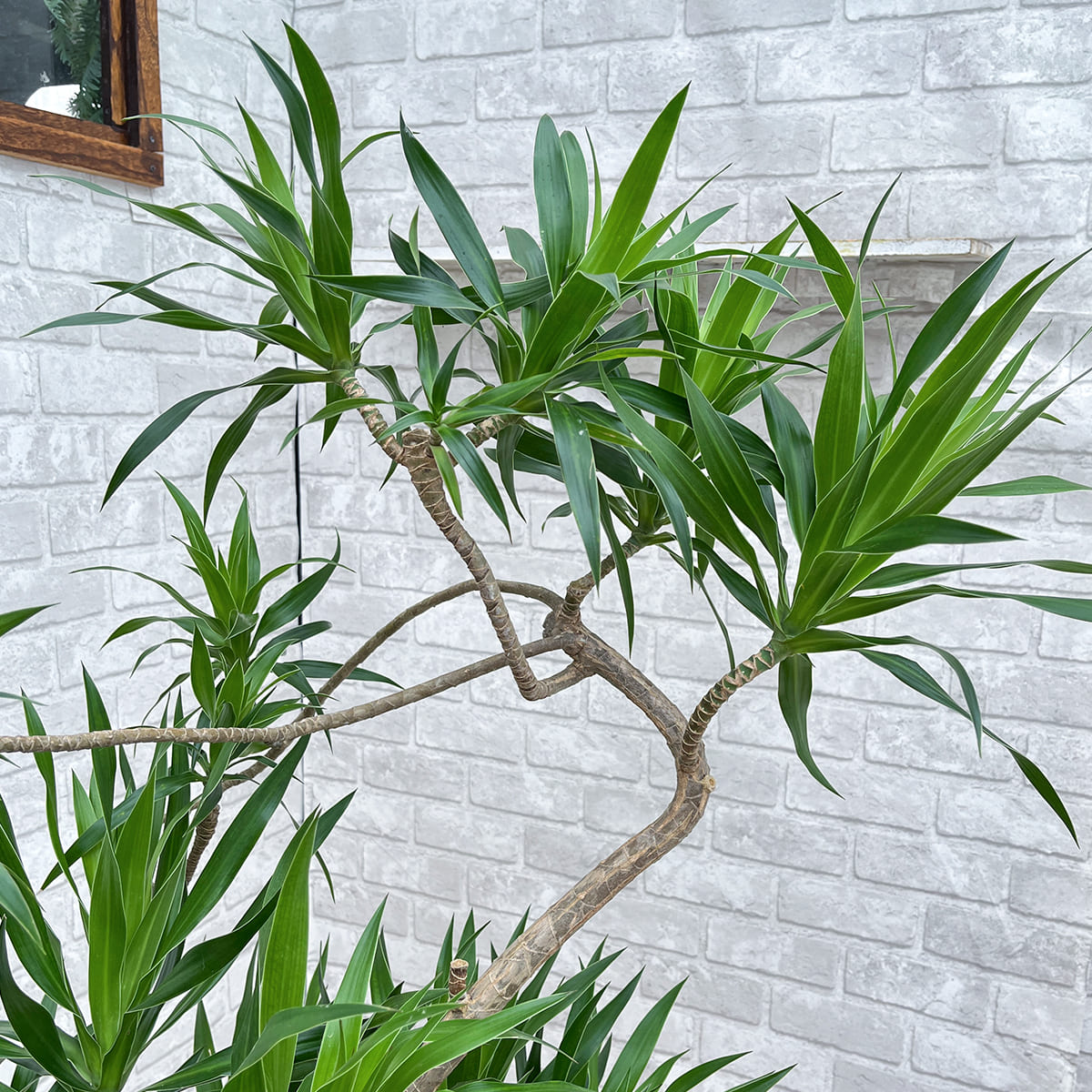 【ドラセナ・ナビー】観葉植物《バイヤー厳選・沖縄観葉植物》自社配送のみ