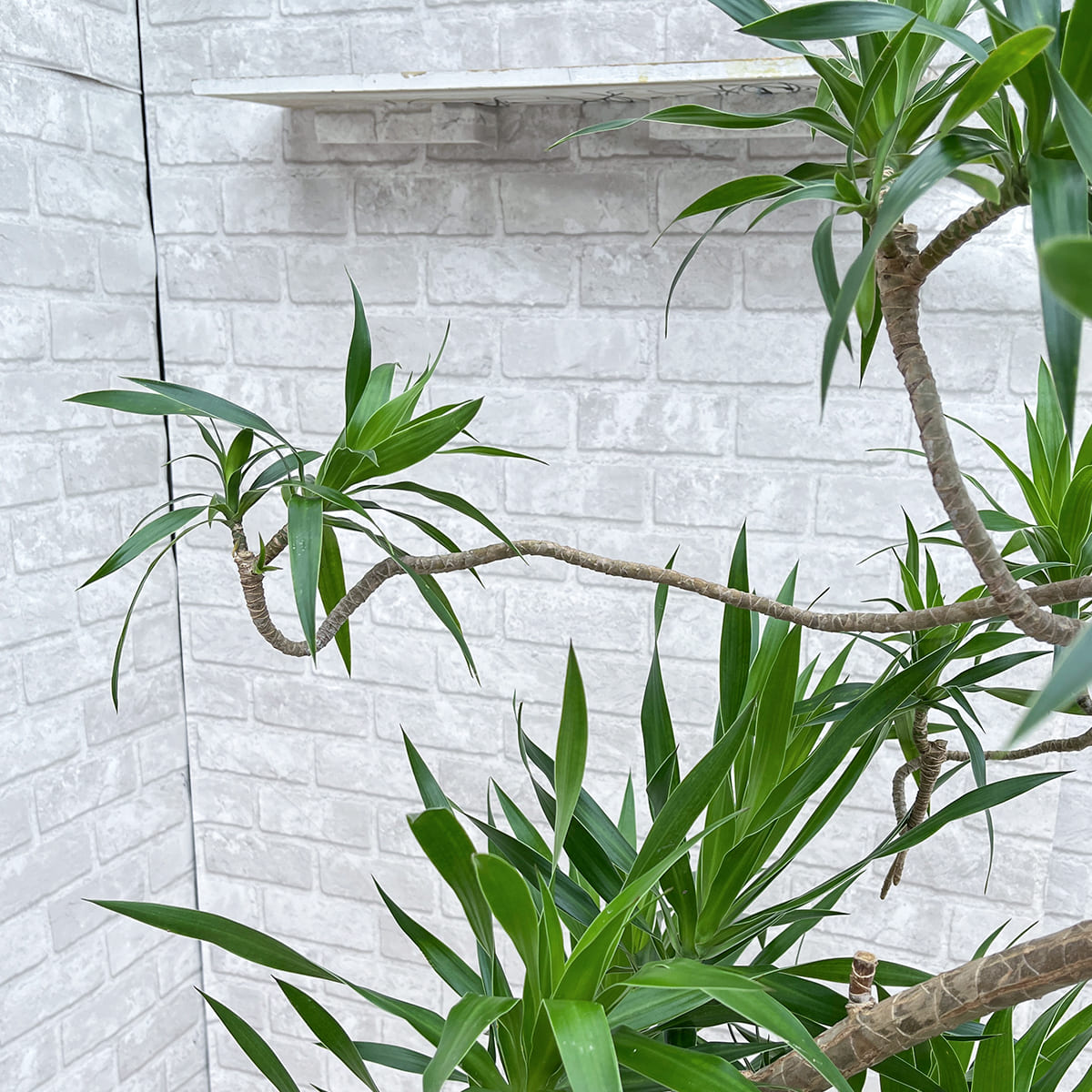 【ドラセナ・ナビー】観葉植物《バイヤー厳選・沖縄観葉植物》自社配送のみ