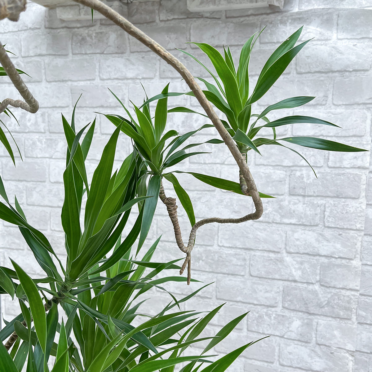 【ドラセナ・ナビー】観葉植物《バイヤー厳選・沖縄観葉植物》自社配送のみ