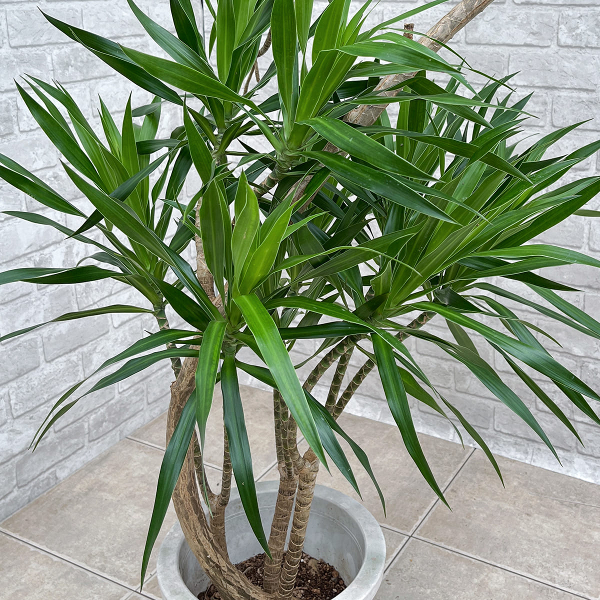 【ドラセナ・ナビー】観葉植物《バイヤー厳選・沖縄観葉植物》自社配送のみ