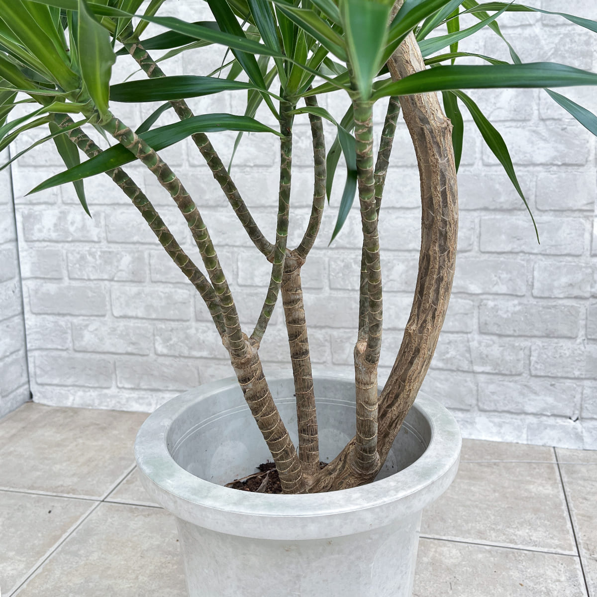 【ドラセナ・ナビー】観葉植物《バイヤー厳選・沖縄観葉植物》自社配送のみ
