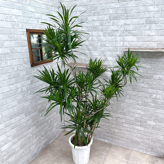 [Dracaena navyi] Okinawan houseplant carefully selected by buyers