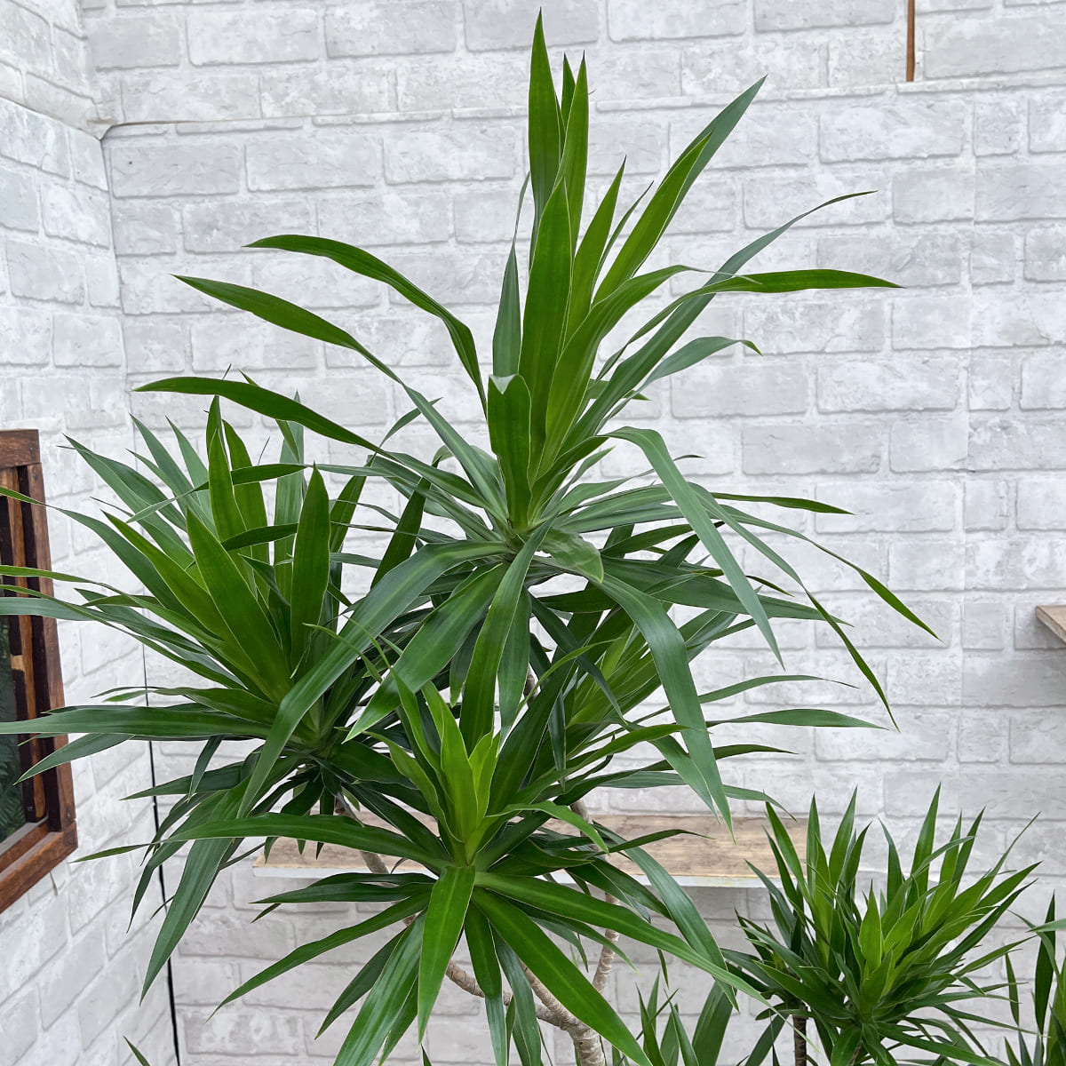 [Dracaena navyi] Okinawan houseplant carefully selected by buyers
