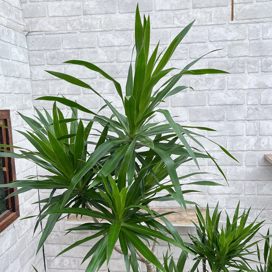 【ドラセナ・ナビー】特大サイズ(190cm) 観葉植物《バイヤー厳選・沖縄観葉植物》自社配送のみ