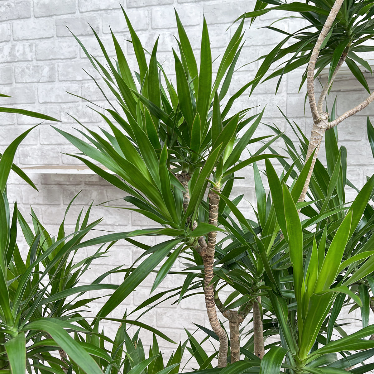 [Dracaena navyi] Okinawan houseplant carefully selected by buyers
