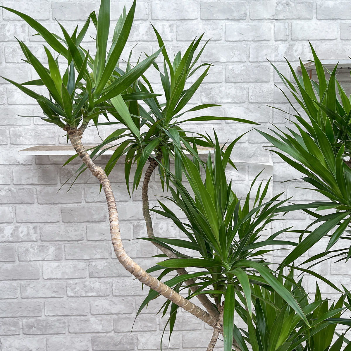 [Dracaena navyi] Okinawan houseplant carefully selected by buyers