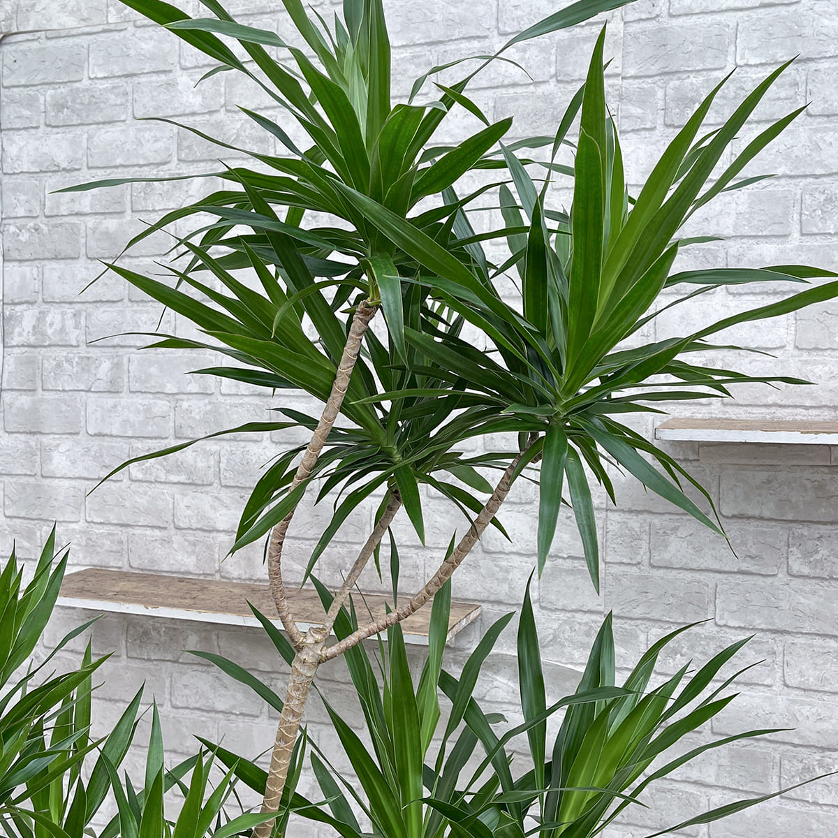 [Dracaena navyi] Okinawan houseplant carefully selected by buyers