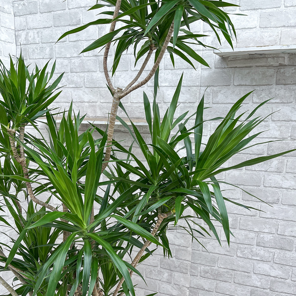 [Dracaena navyi] Okinawan houseplant carefully selected by buyers
