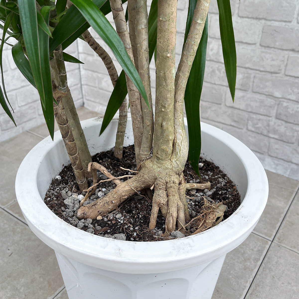 [Dracaena navyi] Okinawan houseplant carefully selected by buyers