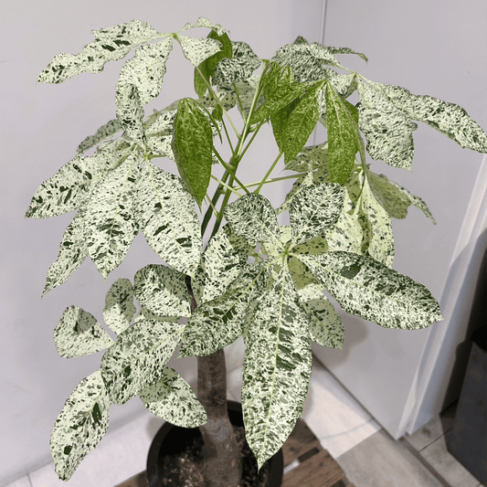 【パキラ・ミルキーウェイ】鉢カバー付き|観葉植物