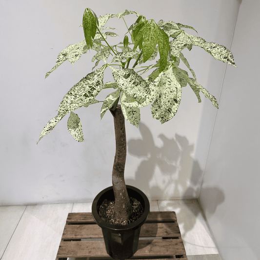 【パキラ・ミルキーウェイ】鉢カバー付き|観葉植物