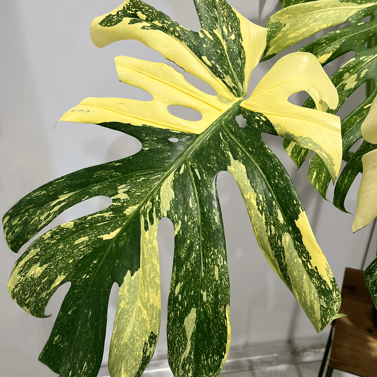 【モンステラ デリシオーサ 黄斑】大株｜観葉植物