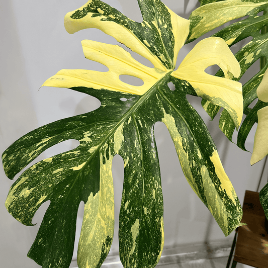 【モンステラ デリシオーサ 黄斑】大株｜観葉植物