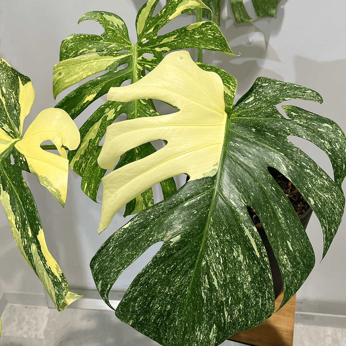 【モンステラ デリシオーサ 黄斑】大株｜観葉植物