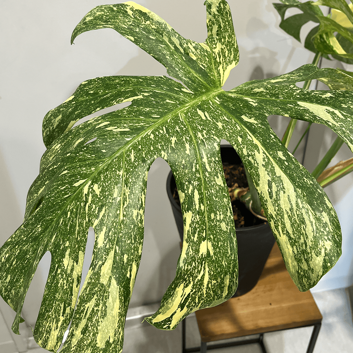 モンステラ デリシオーサ 黄斑】大株|観葉植物|観葉植物の通販サイト モンステラ デリシオーサ 黄斑】大株|観葉植物|観葉植物の通販サイト